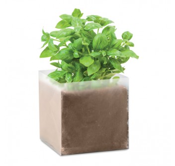 BASIL - Semi di basilico