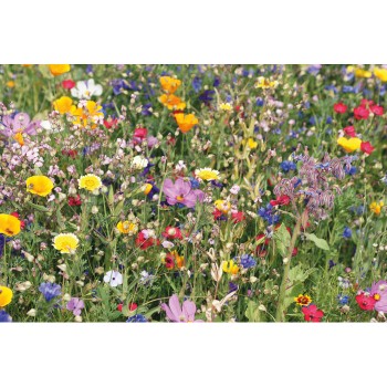 SEEDLOPE - Semi misti di fiori in busta