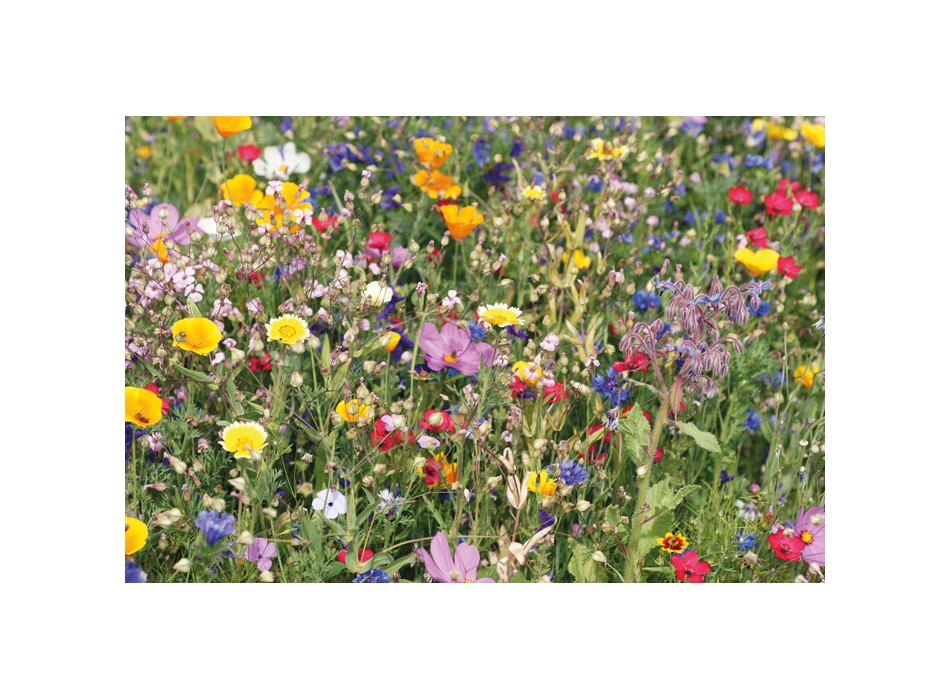 SEEDLOPE - Semi misti di fiori in busta