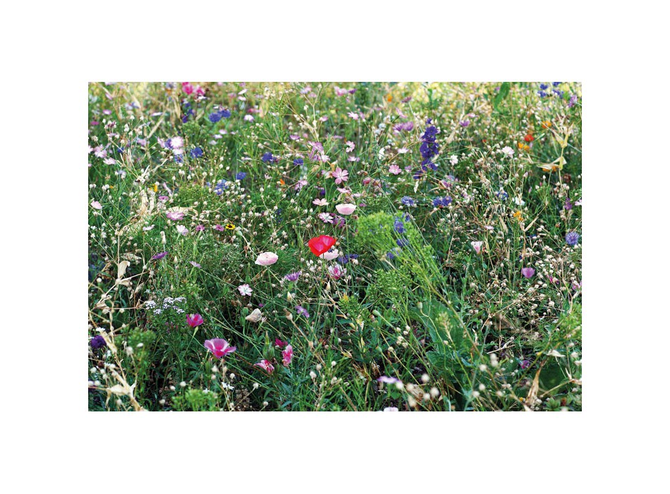 SEEDLOPEBEE - Semi misti di fiori in busta