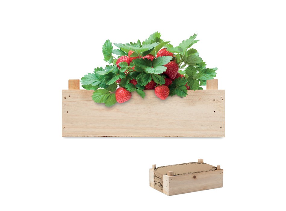 STRAWBERRY - Kit per coltivare fragole