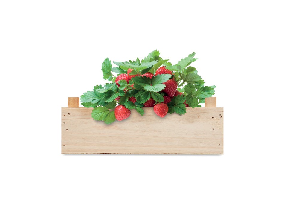 STRAWBERRY - Kit per coltivare fragole