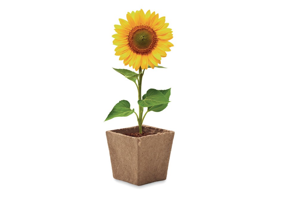 SUNFLOWER KIT - Kit per la coltivazione di semi di