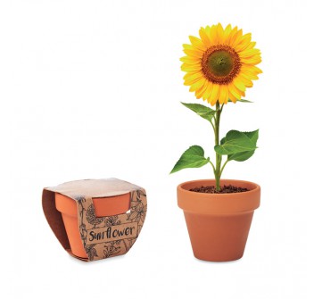 SUNFLOWER - Semi di girasole