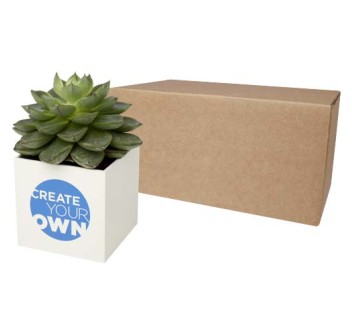 Vaso in alluminio con pianta grassa, succulenta Hey Pots