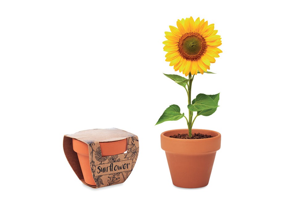 SUNFLOWER - Sunflower seeds